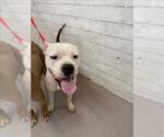 Small American Pit Bull Terrier