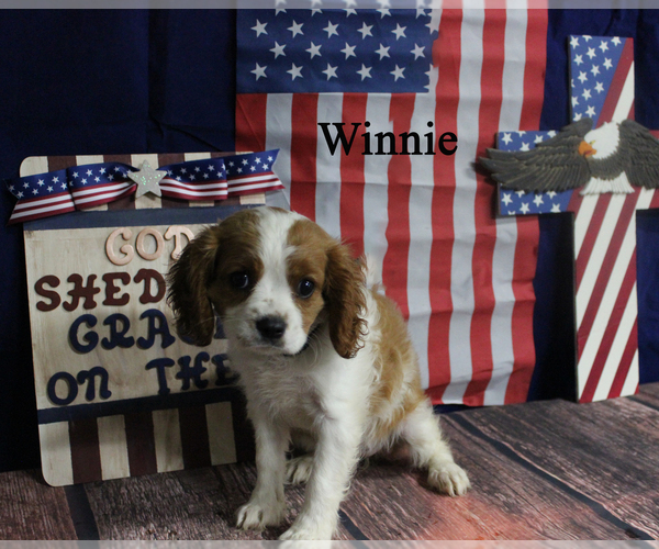 Medium Photo #22 Cavalier King Charles Spaniel Puppy For Sale in CHANUTE, KS, USA