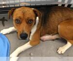 Misty - Female Mutt Dog for Adoption - Small photo