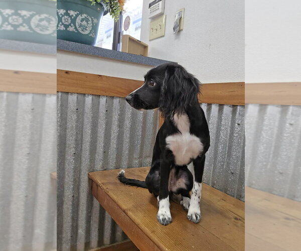 Medium Photo #4 Cocker Spaniel-Unknown Mix Puppy For Sale in New York, NY, USA