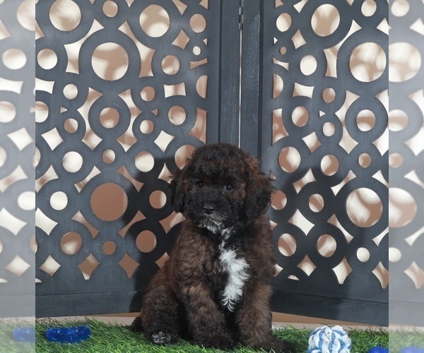 Medium Photo #1 Poodle (Miniature) Puppy For Sale in MOUNT VERNON, OH, USA