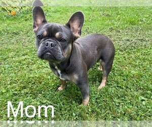 Mother of the French Bulldog puppies born on 08/26/2022