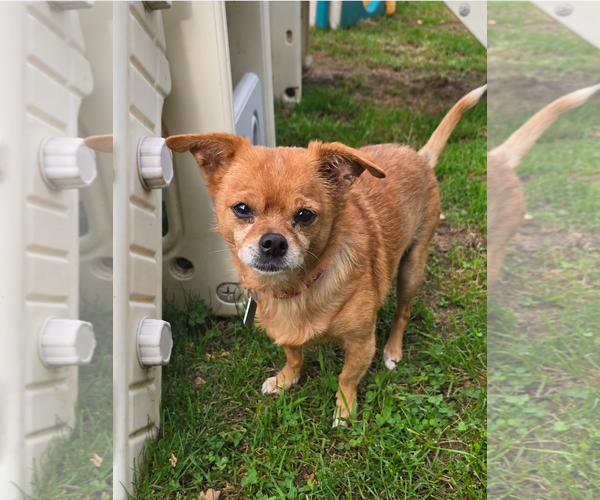 Medium Photo #2 Chihuahua-Unknown Mix Puppy For Sale in Clarkston, MI, USA