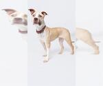 Small #1 Mutt