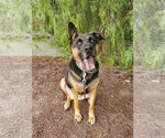 Small Photo #4 German Shepherd Dog-Mastiff Mix Puppy For Sale in Temecula, CA, USA