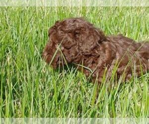 Chihuahua-Poodle (Toy) Mix Puppy for sale in TILDEN, IL, USA