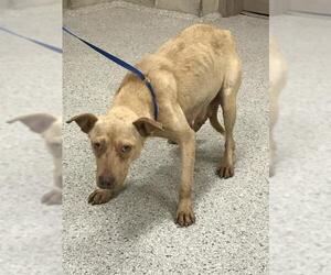 Labrador Retriever-Unknown Mix Dogs for adoption in Conroe, TX, USA
