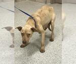 Small Labrador Retriever Mix