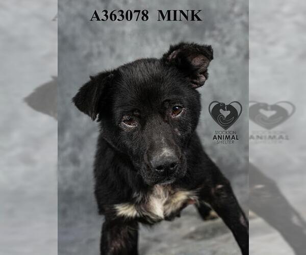 Medium Photo #2 Mutt Puppy For Sale in Stockton, CA, USA