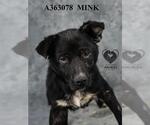 Small #1 Mutt