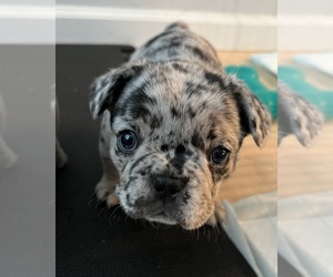 Medium French Bulldog