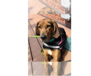 Mutt Dogs for adoption in Greenbelt, MD, USA