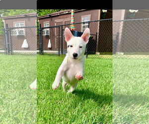 Bull Terrier-Unknown Mix Dogs for adoption in Rockaway, NJ, USA