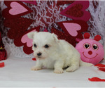 Small Photo #12 Maltese Puppy For Sale in CHANUTE, KS, USA
