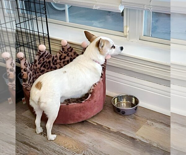 Medium Photo #6 Rat Terrier-Unknown Mix Puppy For Sale in Atlanta, GA, USA