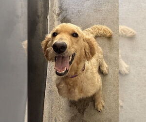 Golden Retriever-Unknown Mix Dogs for adoption in Osgood, IN, USA