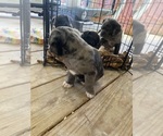 Small Photo #4 Pug Puppy For Sale in TEMPLE, TX, USA