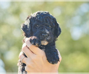 Golden Mountain Doodle  Puppy for sale in PALM BAY, FL, USA