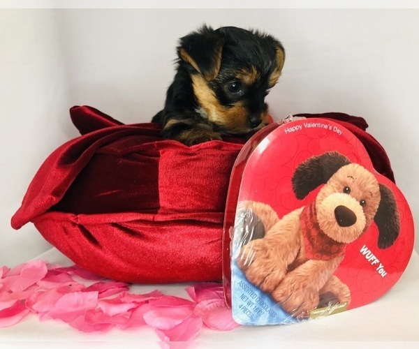 Medium Photo #11 Yorkshire Terrier Puppy For Sale in BRENTWOOD, TN, USA