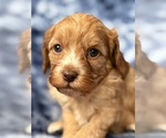 Puppy 3 Cavapoo