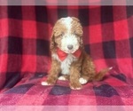 Small #4 Cavapoo