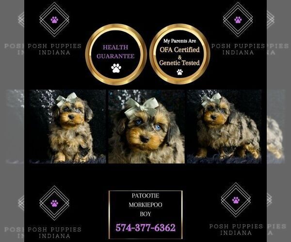 Medium Photo #55 Morkie Puppy For Sale in WARSAW, IN, USA