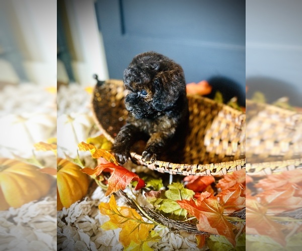 Medium Photo #1 Poodle (Toy) Puppy For Sale in CROSSVILLE, TN, USA