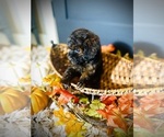 Image preview for Ad Listing. Nickname: Sofie