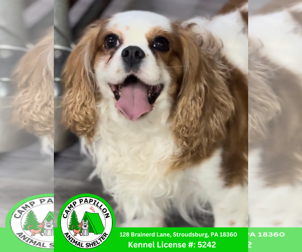 Medium Photo #1 Cavalier King Charles Spaniel Puppy For Sale in Stroudsburg, PA, USA
