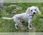 Small #2 Maltese