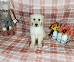 Small Photo #54 Golden Retriever Puppy For Sale in FALCON, CO, USA