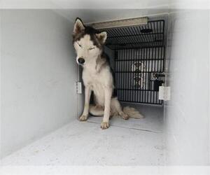 Huskies -Unknown Mix Dogs for adoption in Houston, TX, USA