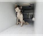 Small Huskies  Mix