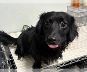 Dachshund Dogs for adoption in Bakersfield, CA, USA