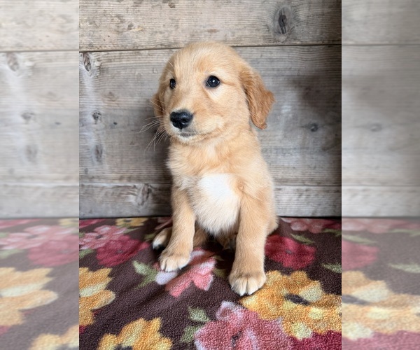 Medium Photo #8 Golden Retriever Puppy For Sale in VERMONTVILLE, MI, USA