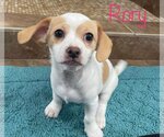 Small Photo #1 Beagle-Chihuahua Mix Puppy For Sale in New York, NY, USA