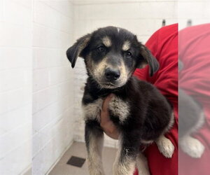 German Shepherd Dog-Unknown Mix Dogs for adoption in San Bernardino, CA, USA