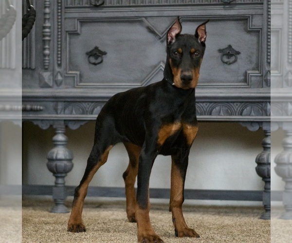 Medium Photo #3 Doberman Pinscher Puppy For Sale in WARSAW, IN, USA