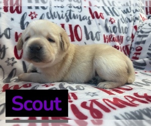 Labrador Retriever Puppy for sale in FAYETTEVILLE, OH, USA