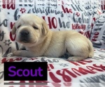 Image preview for Ad Listing. Nickname: Scout
