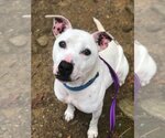 Small American Pit Bull Terrier Mix
