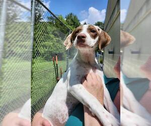 Mutt Dogs for adoption in Newton, NC, USA