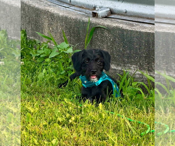 Medium Photo #3 Pug-Unknown Mix Puppy For Sale in Portland, IN, USA