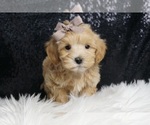 Puppy Tinker Toy F1 Maltipoo