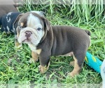 Puppy Reese Bulldog