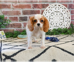 Small #1 Cavalier King Charles Spaniel
