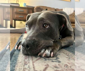 Staffordshire Bull Terrier-Unknown Mix Dogs for adoption in Mount Laurel, NJ, USA