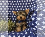 Small #1 Yorkshire Terrier