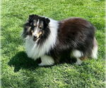 Small #3 Mutt