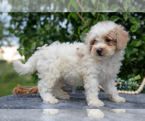 Medium Photo #3 Poodle (Miniature) Puppy For Sale in WOLCOTTVILLE, IN, USA